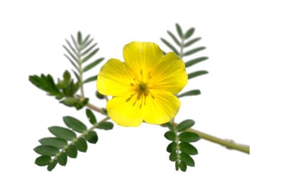 Gluconol sadrži Tribulus terrestris